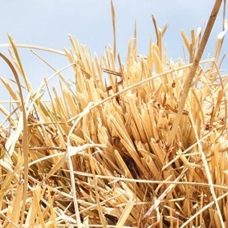 PADDY STRAW FUEL ESBEE
